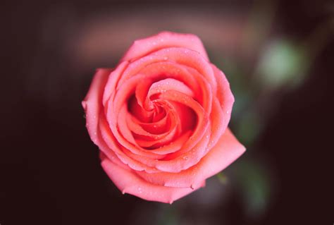 By Ekaterina Uvarova 500px Rose Flowers Plants