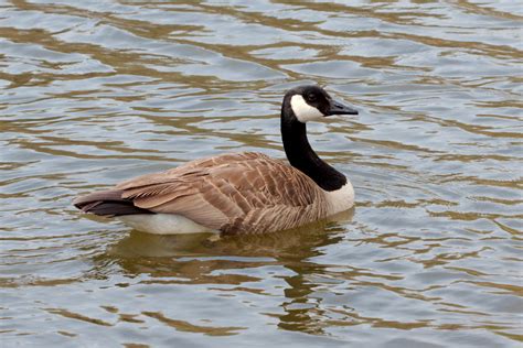 Canada Goose Branta Canadensis Henry Hartley