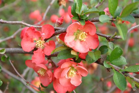 Identifying Selecting And Pruning Fruiting Quince Walter Reeves The