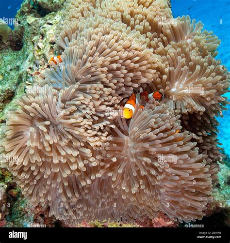 Pair Of Ocellaris Clownfish Amphiprion Ocellaris Hiding Between