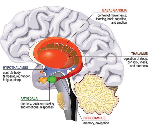 Diagram Showing A Cross Section Of The Brain With Structures Of The