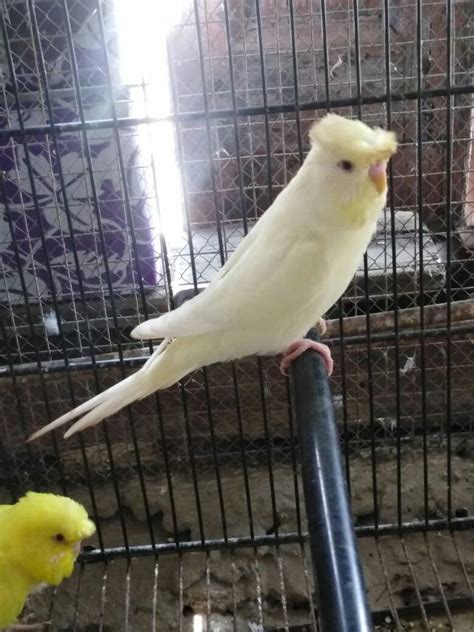 Albino Crested Budgie Budgies Bird Parakeets Parrots English Budgie