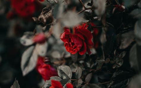 Download Wallpaper 3840x2400 Roses Flowers Red Plant Bush 4k Ultra