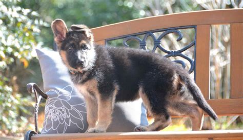 German Shepherd Puppies For Sale Texas Petsidi