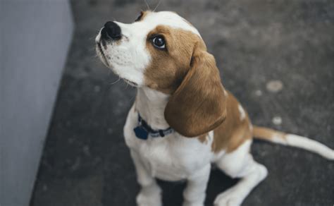A childhood friend who is now a vet tried to provide hope by urging us to do the full chemo protocol asap! that could send jack into remission for usually 9 to 12 months. Do Dogs Really Need Heartworm Prevention Medication ...