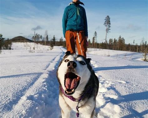 The Best Skellefteå Winter Activities Updated 2024 Tripadvisor
