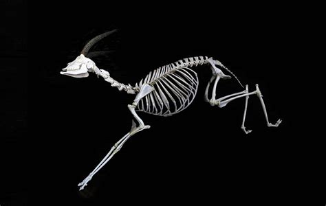 Pin By Kim Bernhardt On Skeletonsanatomy Animal Skeletons Skeleton
