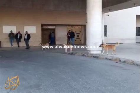 تعقيبا على فيديو الكلاب أمام مبنى الطوارئ مدير مستشفى الزرقاء الجديد تُهدد مرتادي المستشفى
