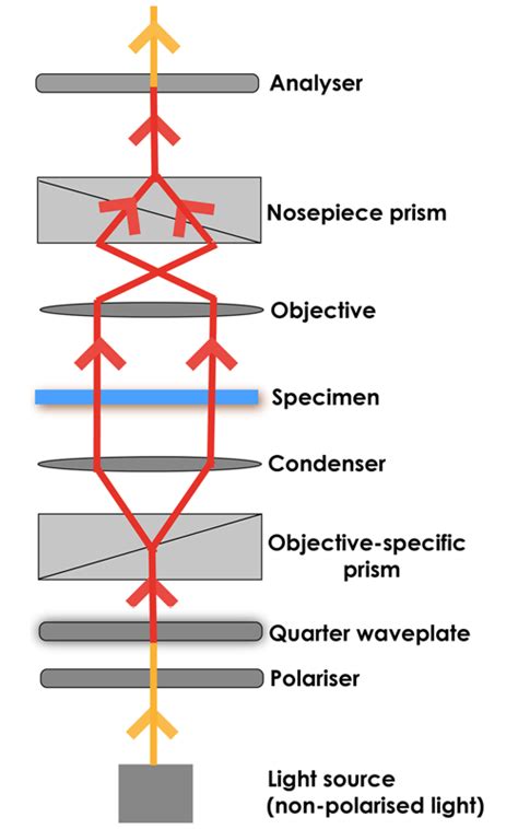 Microscope Light Path Diagram Micropedia
