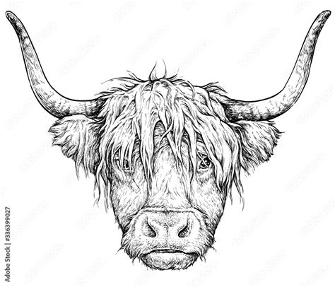 Realistic Sketch Of Scottish Highland Cow Black And White Drawing