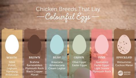 Do Easter Egger Chickens Lay Eggs Chicken Breeds That Lay Different