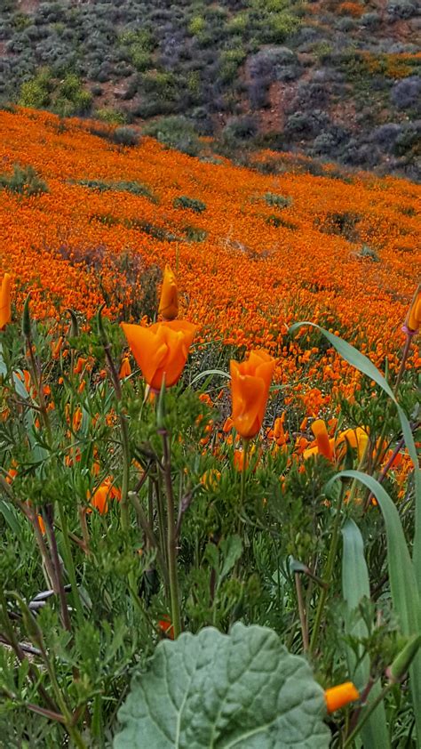 Single Poppy In A Field Of Orange Poppies Gastronomama