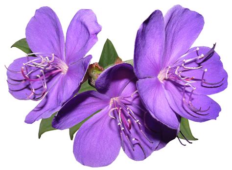 Purple flower png, Purple flower png Transparent FREE for download on ...