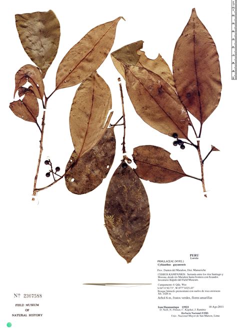 Cybianthus Guyanensis Rapid Reference The Field Museum