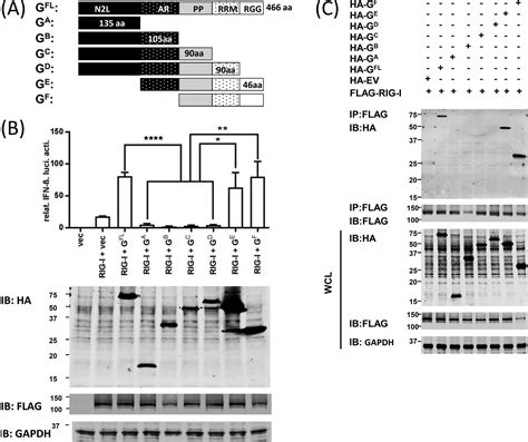 The Stress Granule Protein G3bp1 Binds Viral Dsrna And Rig I To Enhance