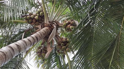 16 Branch Coconut Tree Youtube