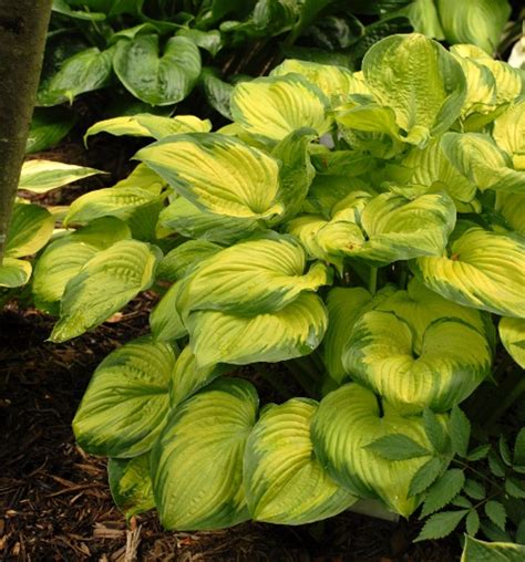 Old Glory Hosta Shade Perennial Large Sun Tolerant Hosta Plant