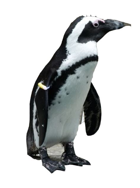 Penguin Png Transparent Images Pictures Photos Png Arts