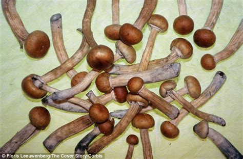 Pilze in erst reismehl, dann geschlagenem ei und yum schluss in kartoffelflocken wälzen und dann einzeln panieren. Magische Pilze kaufen & online bestellen