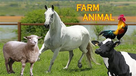 Video De Animais Da Fazenda