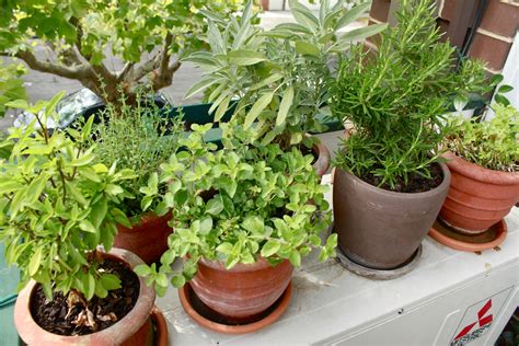 How To Grow An Edible Balcony Garden Wandering Spice