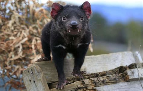 ¡conoce a este animal con estos 5 datos! Propagación del tumor facial que aqueja al demonio de Tasmania se desacelera, El Siglo de Torreón
