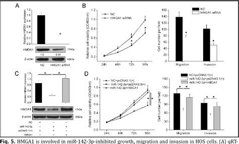 figure 5 from mir 1423 p functions as a potential tumor suppressor in human osteosarcoma by