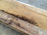 Pics Of Termite Droppings Photos