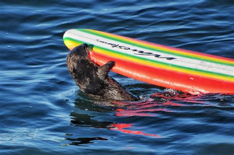 The Sea Otter Harassing Surfers Off The California Coast Eludes Capture As Her Fan Club Grows