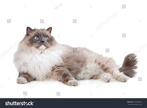 Stock Photo Ragdoll Cat In Front Of A White Background 100530829