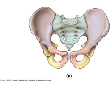 Pelvis Labeling (Os Coxa) Quiz