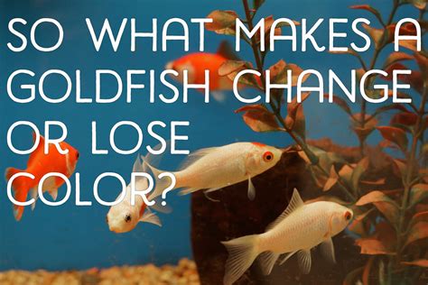 Why Do Goldfish Change Color Or Turn White Pethelpful