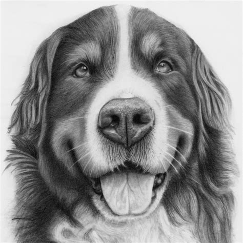 Pet Portraits And Animal Art By Uk Artist Donna Dog Portraits Drawn
