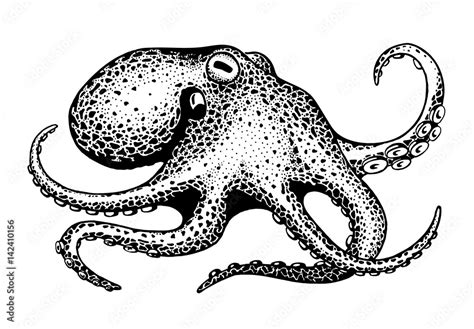 Octopus Ink Drawing Stock Vector Adobe Stock