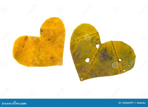 Two Hearts Are Carved From Maple Leaf Stock Image Image Of Green