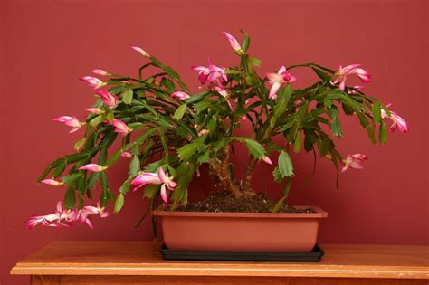 How to plant christmas cactus. a charlotte garden: Christmas Cactus ~ Advent Botanicals