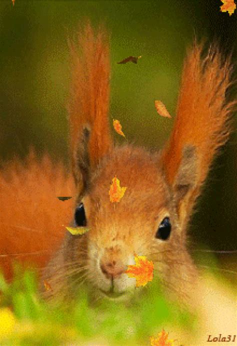 Beautiful Fall Is Here ️ Sweet Autumn☂ Animals And Pets Baby