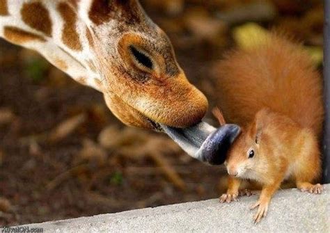 Giraffe Kissing A Squirrel ~ Via Mahala Animals Friendship Unlikely