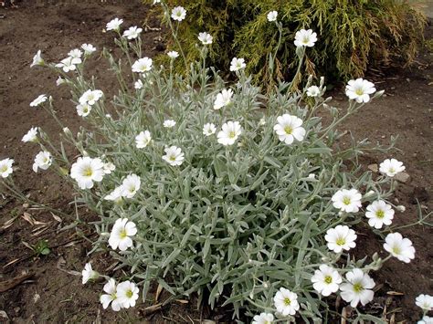 Growing Snow In Summer Plants Information On The Care Of Snow In