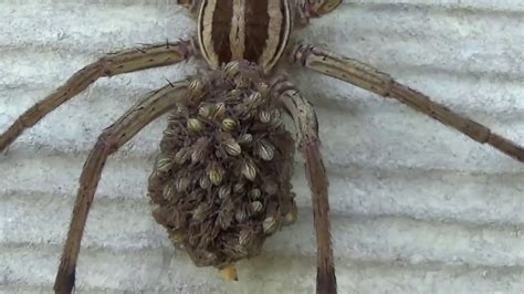 Close Up Of Wolf Spider With Babies On Her Back Hd Youtube