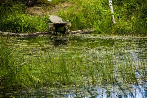 Small Pond In Forest Stock Image Image Of Beauty Outdoors 187831973