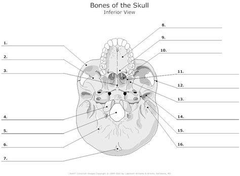 Inferior View Of The Bones Of The Skull Unlabeled Example Smartdraw