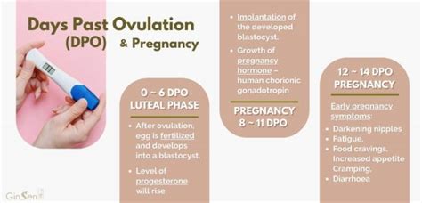 Dpo Pregnancy Your Guide To Days Past Ovulation Ginsen