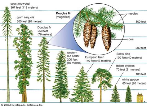 All living conifers are woody plants, and most are trees. FORESTRY - LEARNING: DEFINITION OF CONIFER - CONIFEROUS FOREST