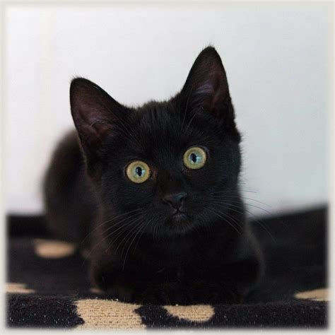 13 Adorables Gatitos Negros Que Quieren Que Festejes Halloween Con