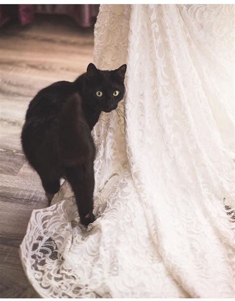 Pin By Hannah Boleyn On Cat Wedding Cat Wedding Future Wedding Plans