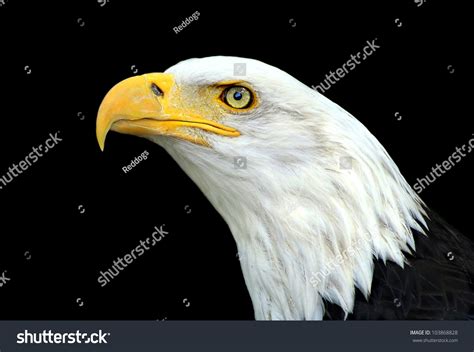 Bald Eagle Portrait On Black Background Stock Photo