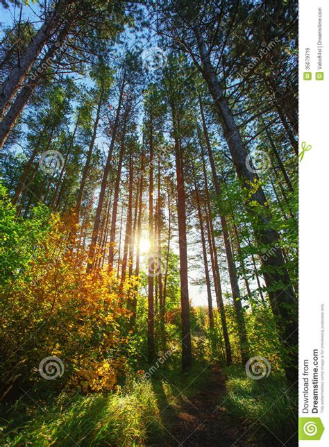 Sun Shining Through Forest Trees Stock Image Image Of
