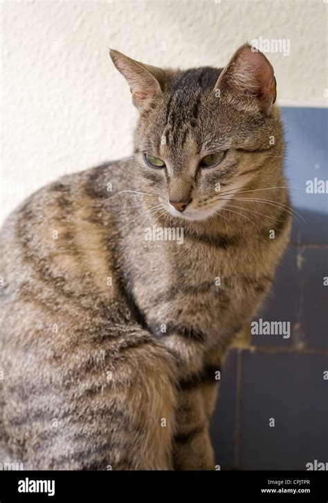 Portrait Of Cute Young Brown Mackerel Tabby Cat Relaxing Stock Photo