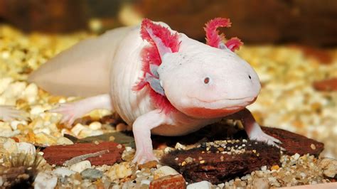 The axolotl eats small fish, worms, and anything it can find that will fit in its mouth. Mexican Axolotl